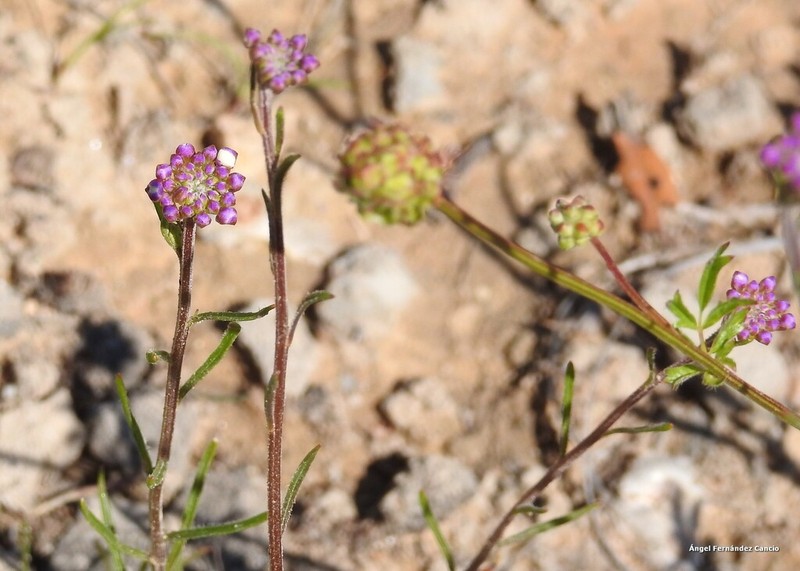 Iberis contracta photo 5