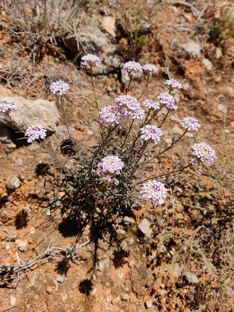 Iberis contracta photo 8