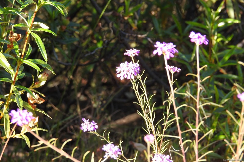 Iberis contracta subsp. contracta photo 2