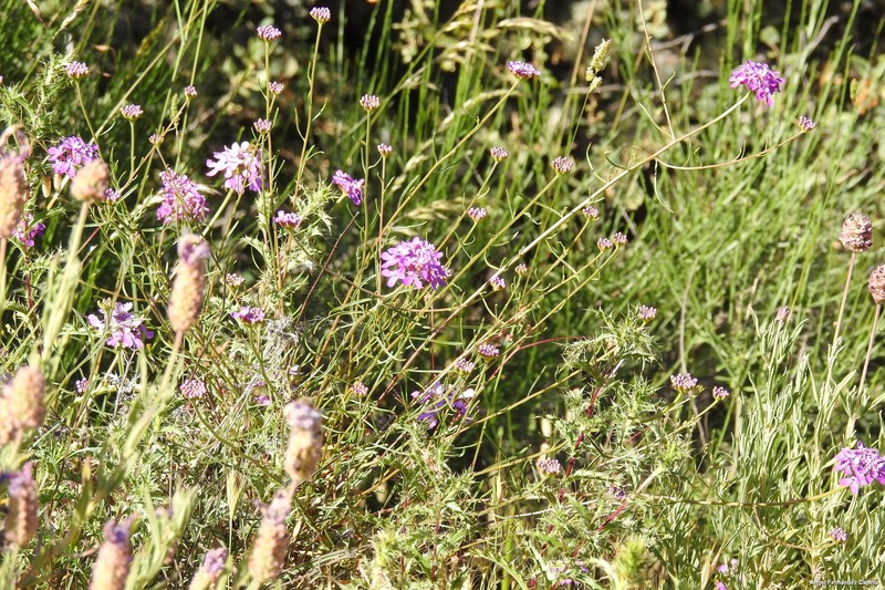 Iberis contracta subsp. contracta photo 3