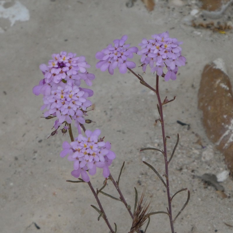Iberis contracta subsp. contracta photo 4
