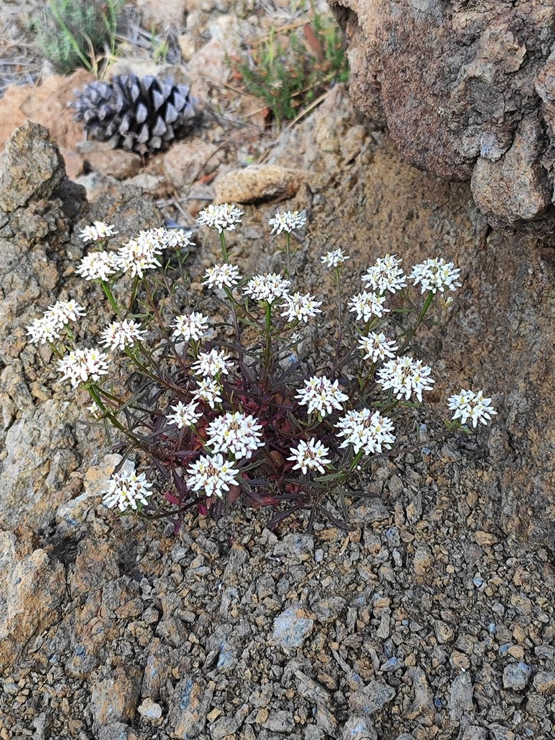 Iberis fontqueri