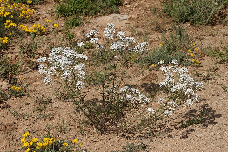 Iberis fontqueri photo 2