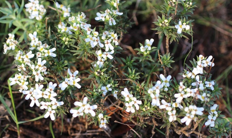 Iberis fontqueri photo 4