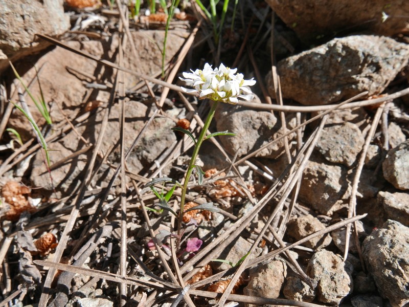 Iberis fontqueri photo 5