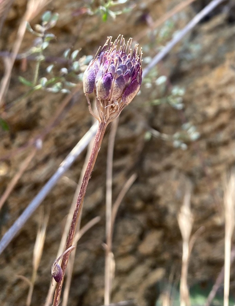 Iberis fontqueri photo 7