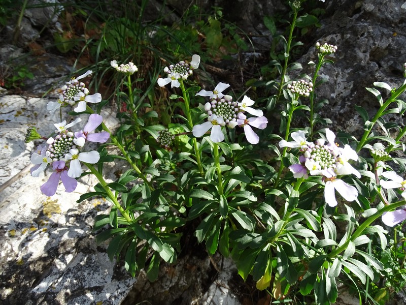 Gibraltar Candytuft photo 5