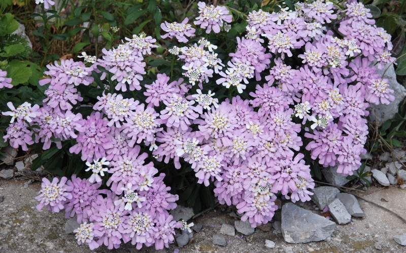 Gibraltar Candytuft