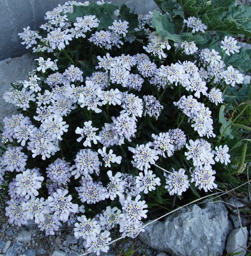 Gibraltar Candytuft photo 6