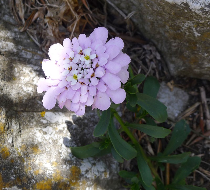 Gibraltar Candytuft photo 2