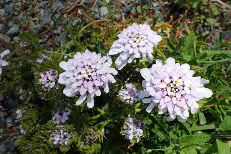 Gibraltar Candytuft photo 3