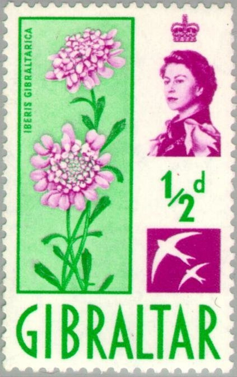 Gibraltar Candytuft photo 4
