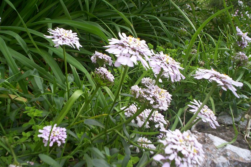 Gibraltar Candytuft photo 7