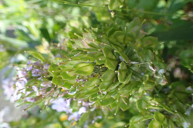 Gibraltar Candytuft photo 8