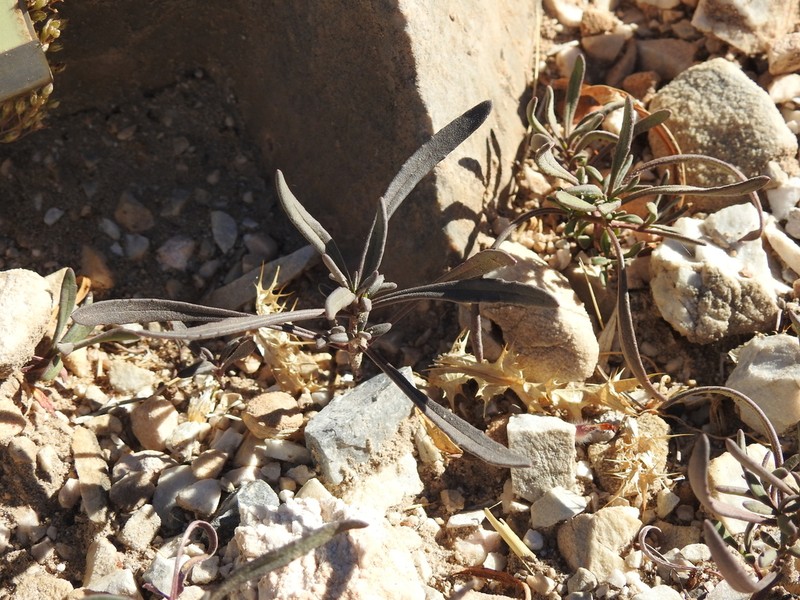 Iberis grosii