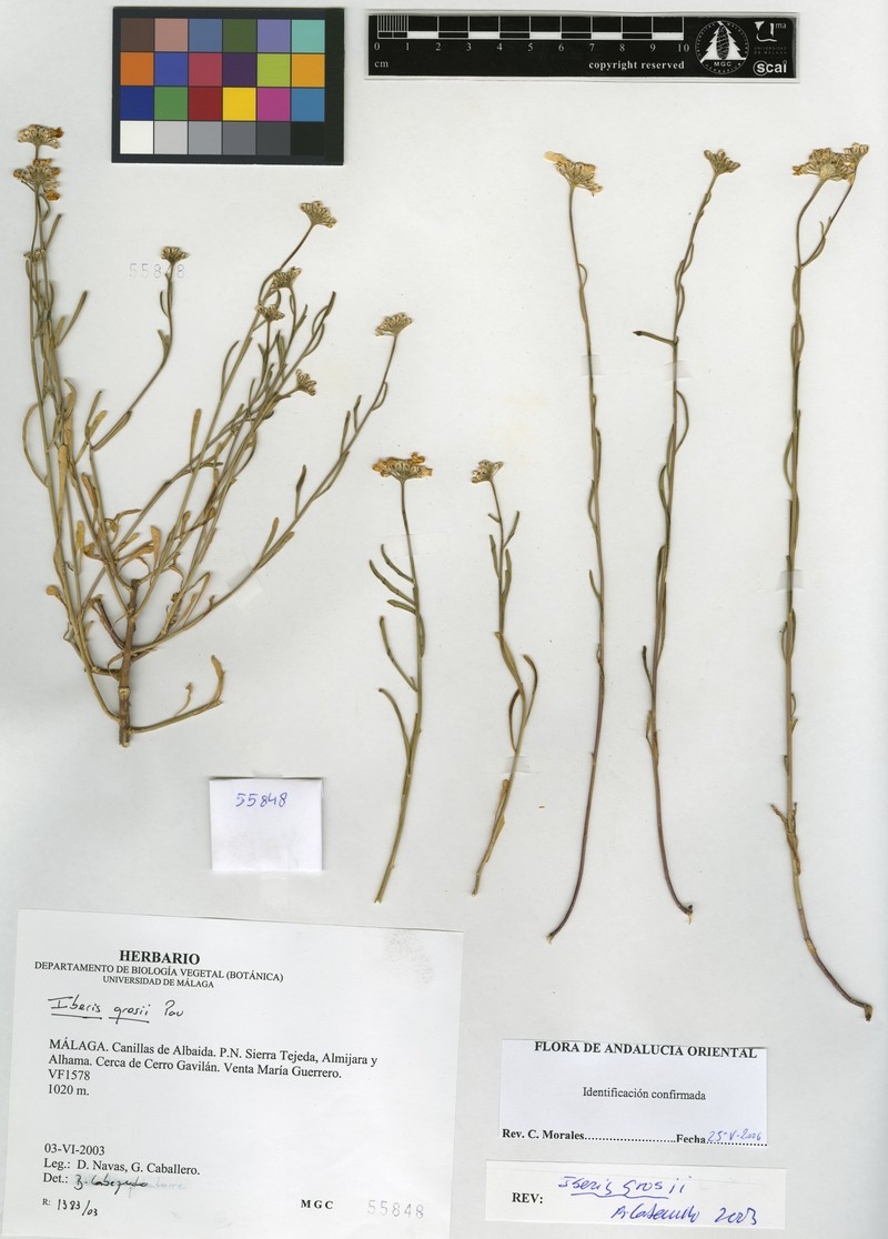 Iberis grosii photo 2