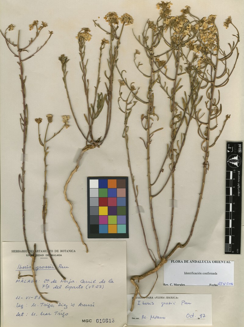 Iberis grosii photo 3