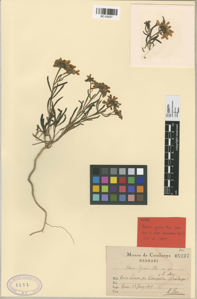 Iberis grosii photo 4