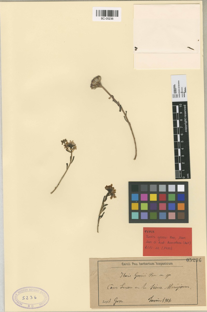 Iberis grosii photo 5