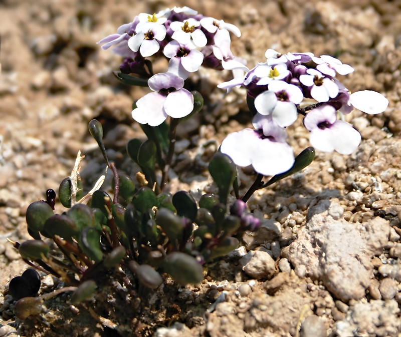 Iberis halophila
