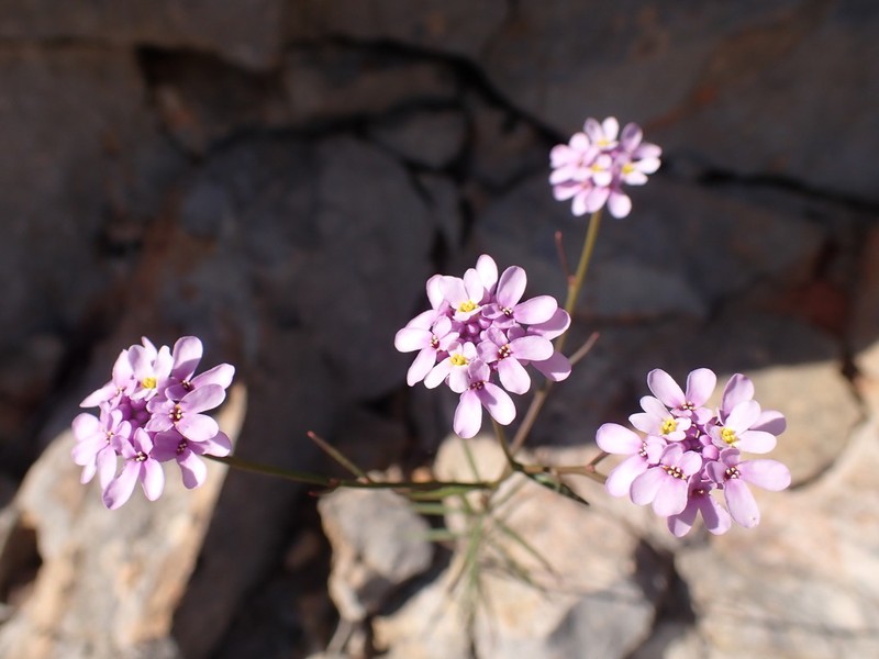 Iberis intermedia