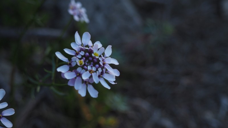 Iberis intermedia photo 3