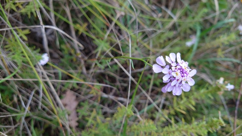 Iberis intermedia photo 7