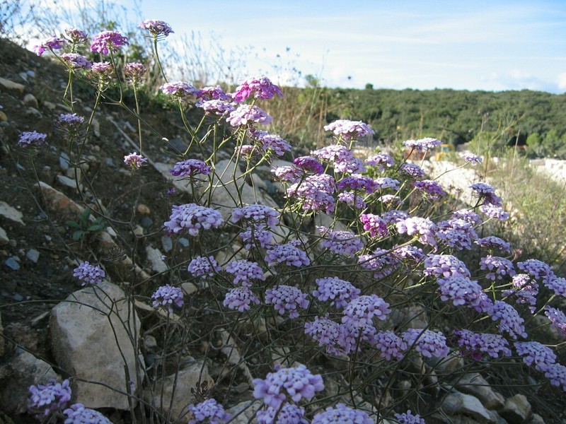 Iberis intermedia photo 8