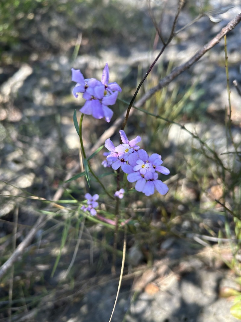 Iberis intermedia subsp. violletii