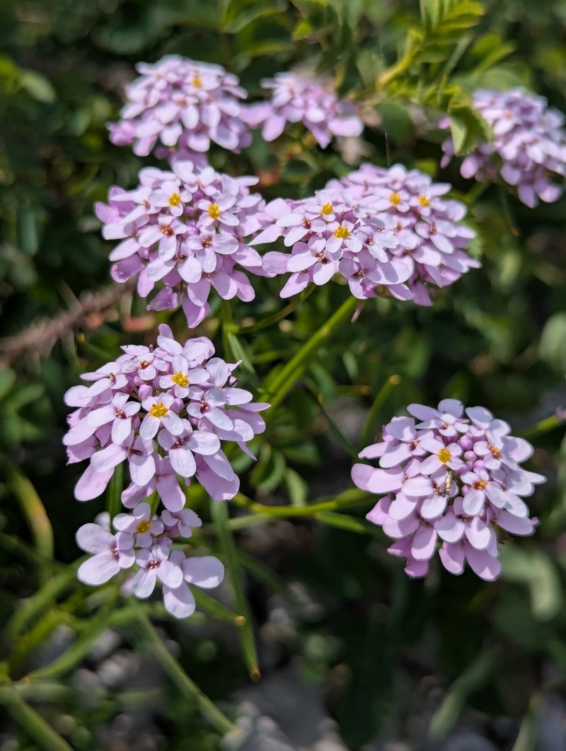 Iberis intermedia subsp. violletii photo 2
