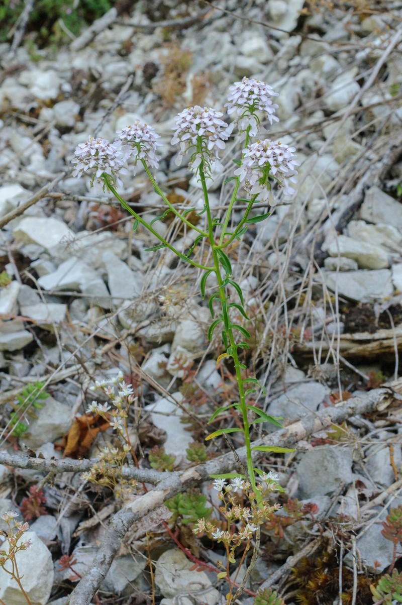 Iberis intermedia subsp. violletii photo 3
