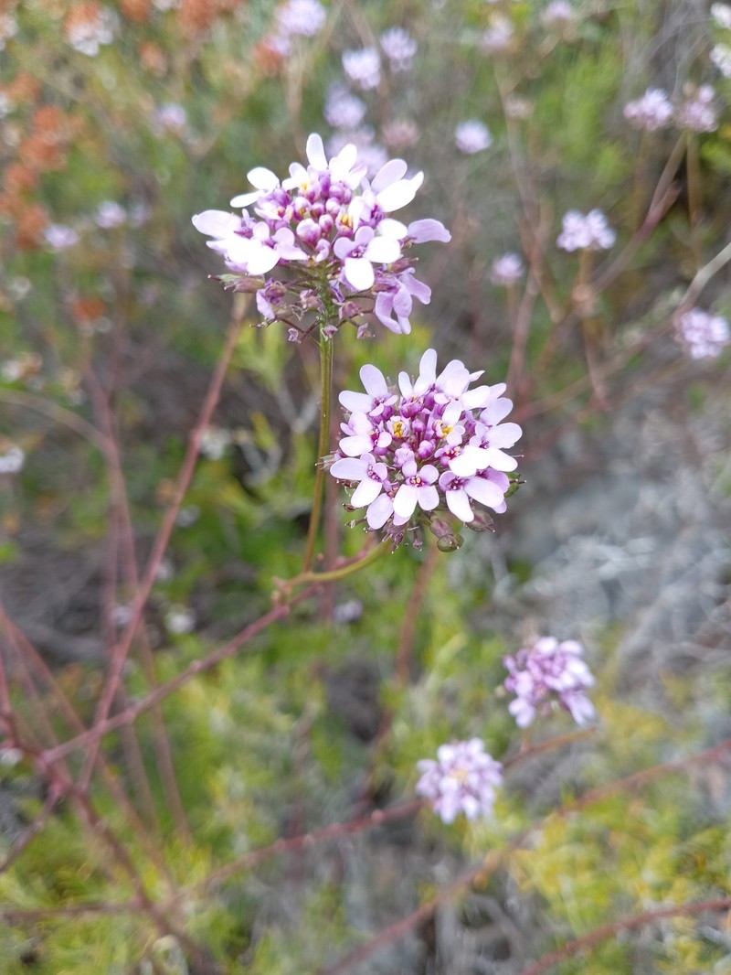 Iberis intermedia subsp. violletii photo 4
