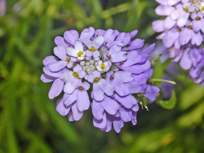 Iberis linifolia