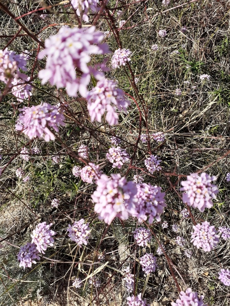 Iberis linifolia photo 2