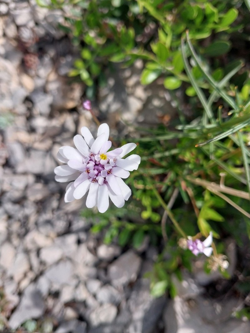Iberis linifolia photo 3