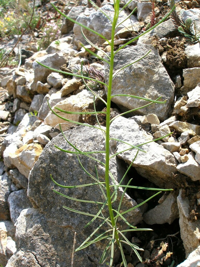 Iberis linifolia photo 5