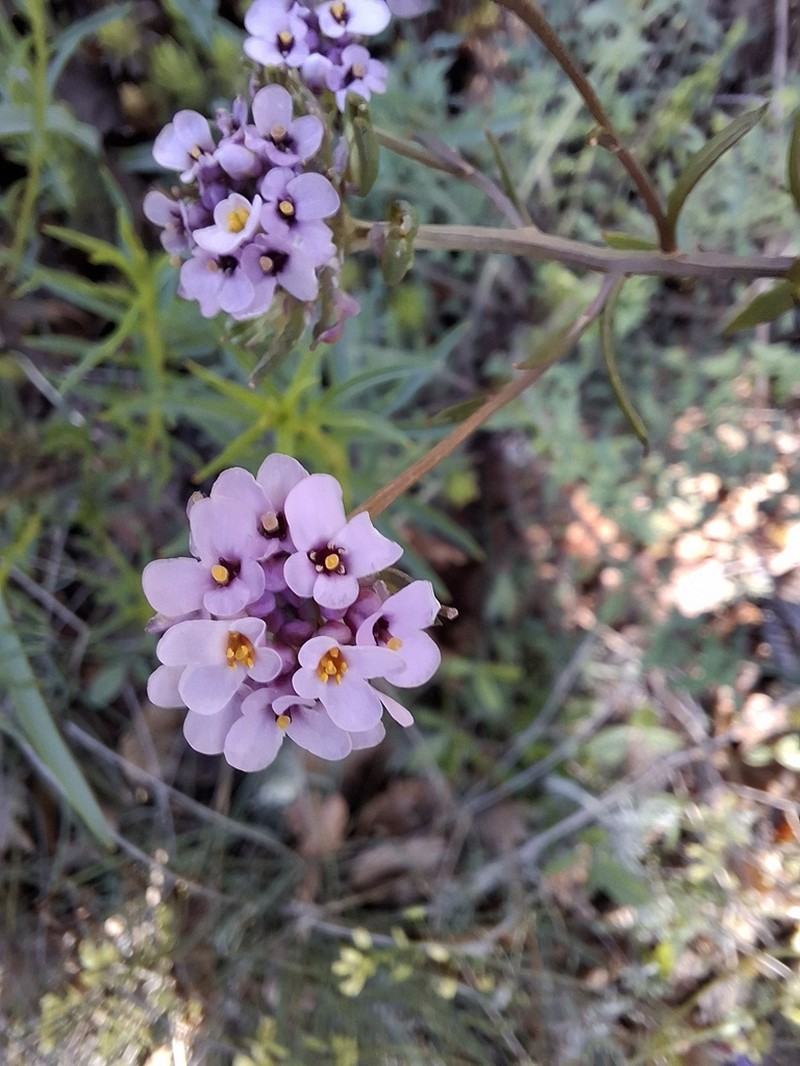 Iberis linifolia photo 6