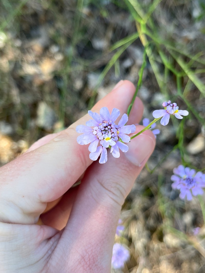 Iberis linifolia photo 7