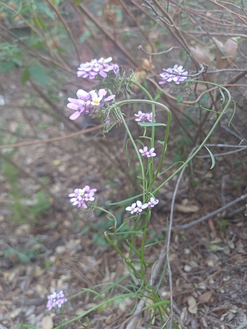 Iberis linifolia subsp. linifolia