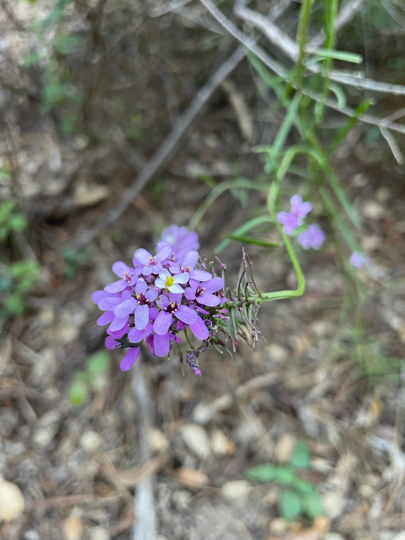 Iberis linifolia subsp. linifolia photo 2