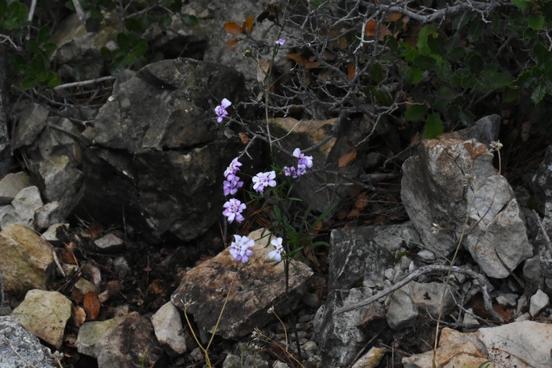 Iberis linifolia subsp. linifolia photo 3
