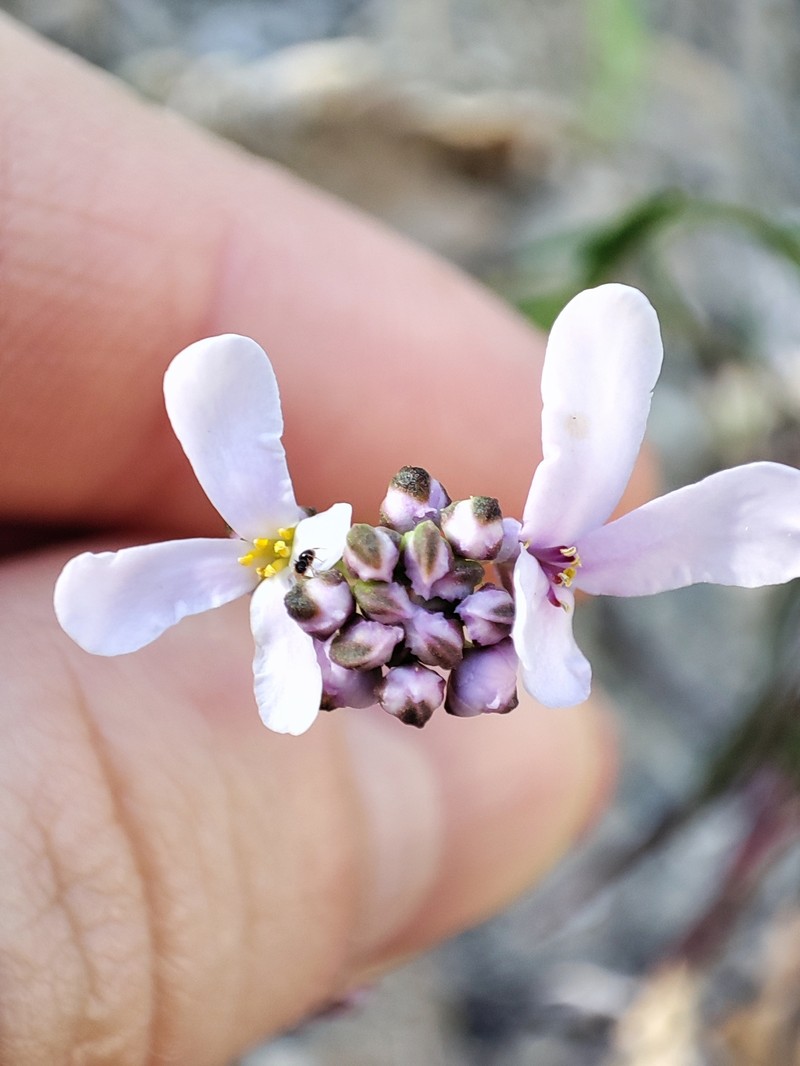 Iberis linifolia subsp. linifolia photo 4