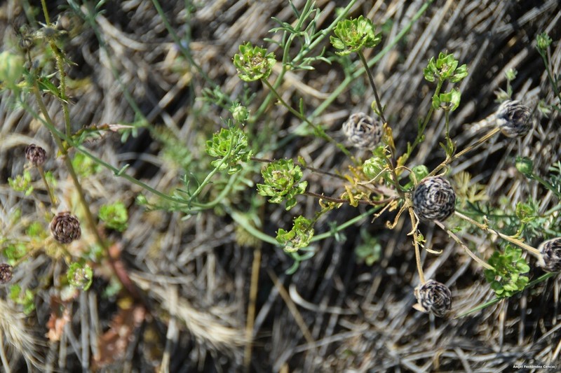 Iberis nazarita photo 3