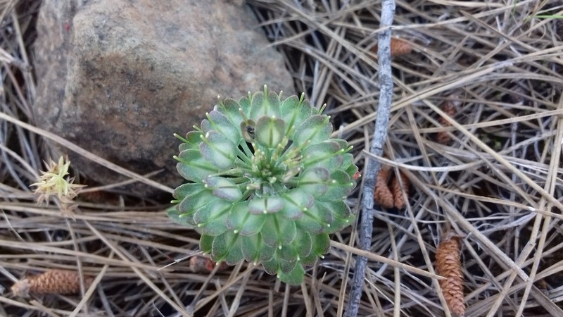 Iberis odorata