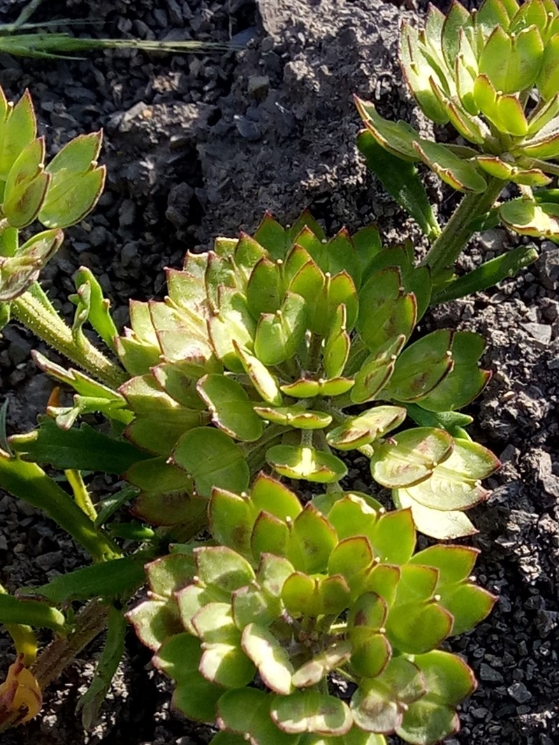 Iberis odorata photo 2
