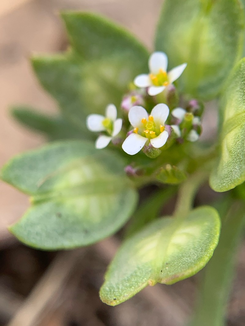 Iberis odorata photo 3