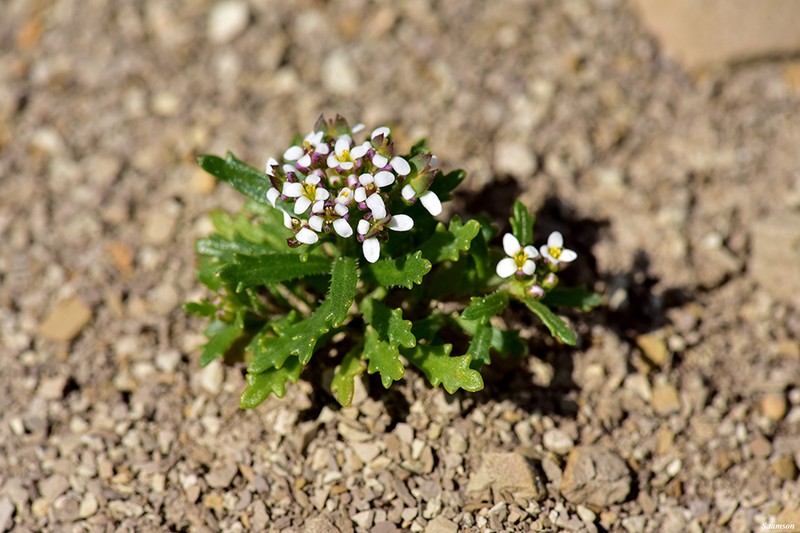 Iberis odorata photo 4