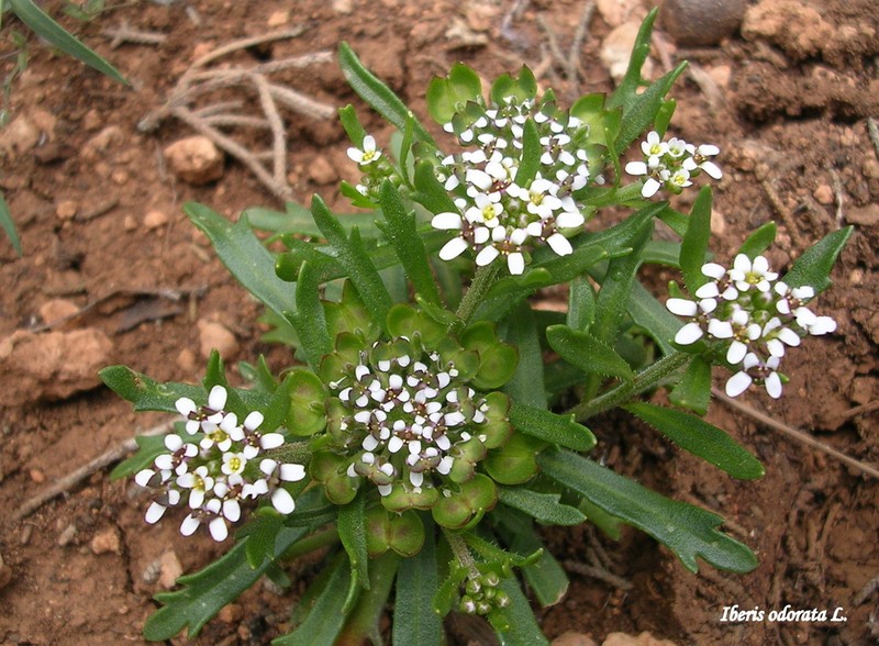Iberis odorata photo 5