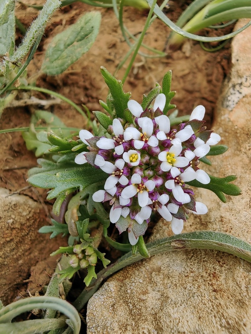Iberis odorata photo 6