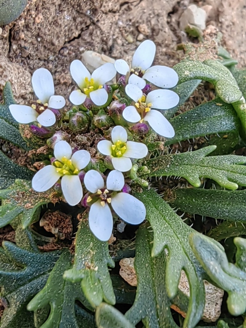 Iberis odorata photo 7
